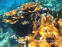 NE018 0206 Acropora palmata.jpg