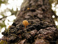 IFY02 Mycena corticola.jpg