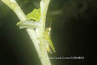 JCC0154 Acrididae.JPG