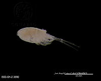 ME006 Z 0443 Eucyclops chihuahuensis.jpg