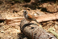 XVP0012 Junco phaeonotus.jpg