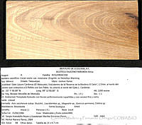 CMyFO 01005  Carya ovata var. mexicana.JPG