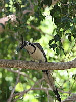 MGaves 3005 Calocitta formosa.jpg