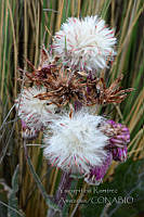 YRA008 Senecio roseus.jpg