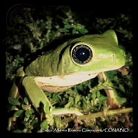 CARC0022 Agalychnis dacnicolor.jpg