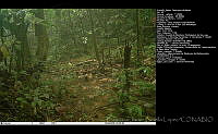 FJBL0105 Zentrygon albifacies.jpg