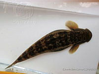 ESG0026 Sicydium multipunctatum.jpg