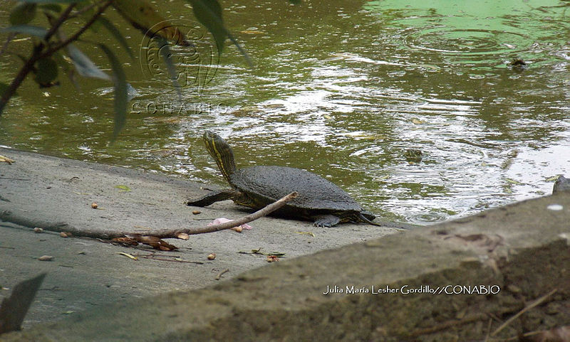 NE017%20038%20Trachemys%20venusta.jpg.iSeanYb MfWlD9NjQA3g0JtbmFja29CbnFuZ3NAbXJ6LGtwZQA.WZsPjJnsi3