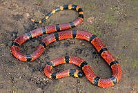 VHL0501 Micrurus proximans.jpg