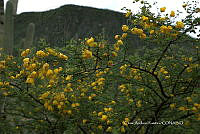 CAR 0044 Vachellia farnesiana.jpg