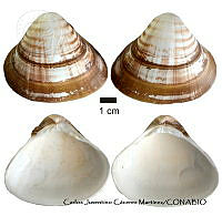 KT014 0387 Tivela byronensis.JPG