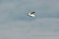 PRB0374 Larus delawarensis.jpg
