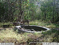 MAGB 0216 Leopardus pardalis.JPG