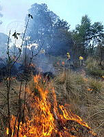 XR003 006 Invendio forestal en RB Sierra Tecuani.jpeg