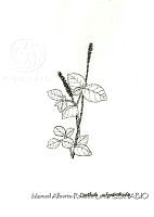 MARL0218 Cyathula achyranthoides.jpg