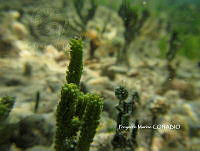PMC0024 Caulerpa cupressoides.JPG