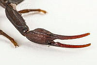 MASM07681 Centruroides gracilis.jpg