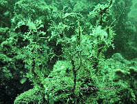 NE018 0925 Cystoseira.jpg