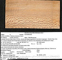 CMyFO 00993 Platanus mexicana.JPG