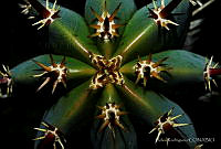 AR001 Caryophyllales.jpg