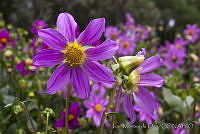 IMDOC0266 Dahlia pinnata.jpg
