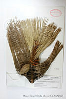 MASM06833 Pinus pringlei.jpg
