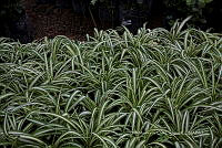IMDOC 5848 Chlorophytum comosum.jpg