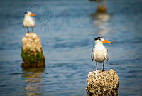 FBA0632 Thalasseus maximus.jpg