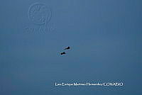 LEMH004 Amazona autumnalis.JPG