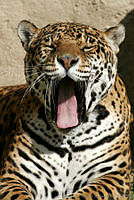 CNS0764 Panthera onca.jpg