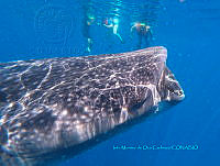 IMDOC6046 Rhincodon typus.jpg