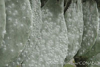 ARL00166 Dactylopius coccus.jpg