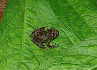LCM0159 Craugastor stuarti.jpg
