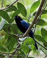 ELC0076 Cyanocorax sanblasianus.jpg