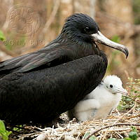 CA001 Fregata magnificens.jpg