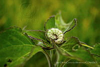 IOCA01 Mocis latipes.jpg