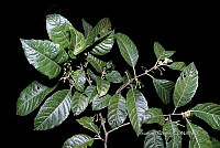 Hueyap 0620 Solanum nigricans M. Martens & Galeotti.jpg