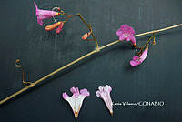 ME010 KV 00655 Tanaecium pyramidatum (Rich.) L.G. Lohmann, 2008_.JPG