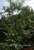 SG019 0366 Prunus persica.jpg