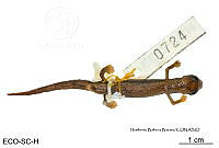 ME006 herp SCLC 0198 Bolitoglossa rufescens - (Cope, 1869).jpg