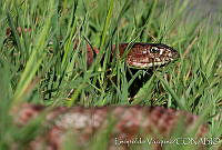 LV0015 Masticophis flagellum.jpg