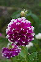 IMDOC1428 Dahlia pinnata.jpg