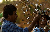 FBA1331 Gossypium hirsutum.jpg