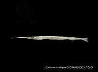 CICIMAR0541 Tylosurus crocodilus ssp. fodiator.jpg