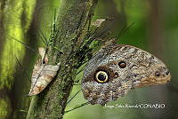 MN6PG0043 Caligo brasiliensis.jpg