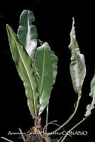 JDA D 00560 Elaphoglossum mesoamericanum.jpg