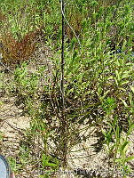 GHP0003 Casuarina sp..jpg