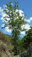 JJSE0396 Platanus wrightii.JPG