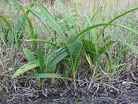JRBBFM026-46 Bletia purpurea.jpg