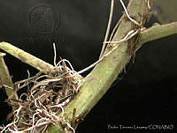 PTL0906 Nasturtium officinale.jpg